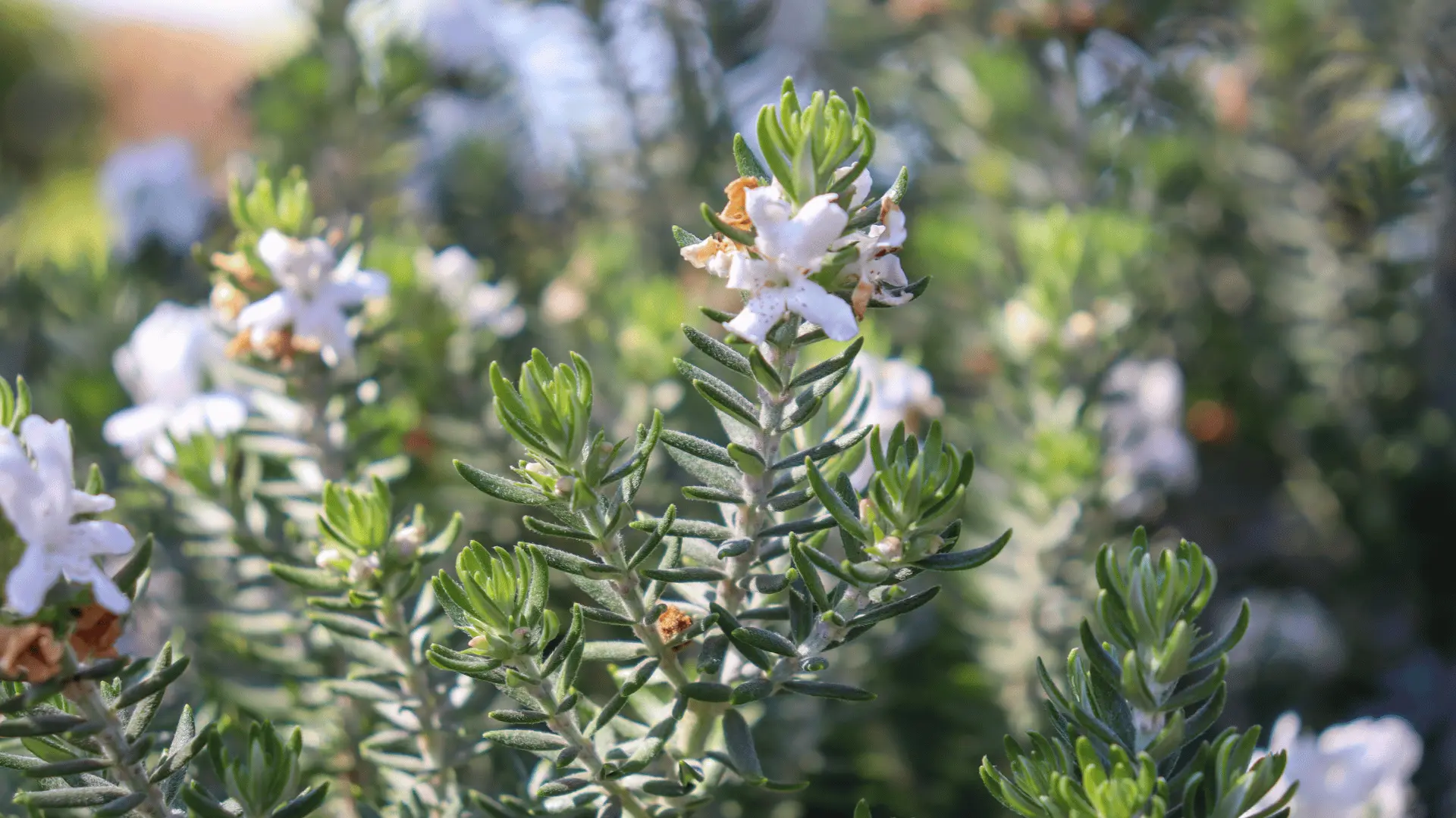 Waterwise native planting Perth